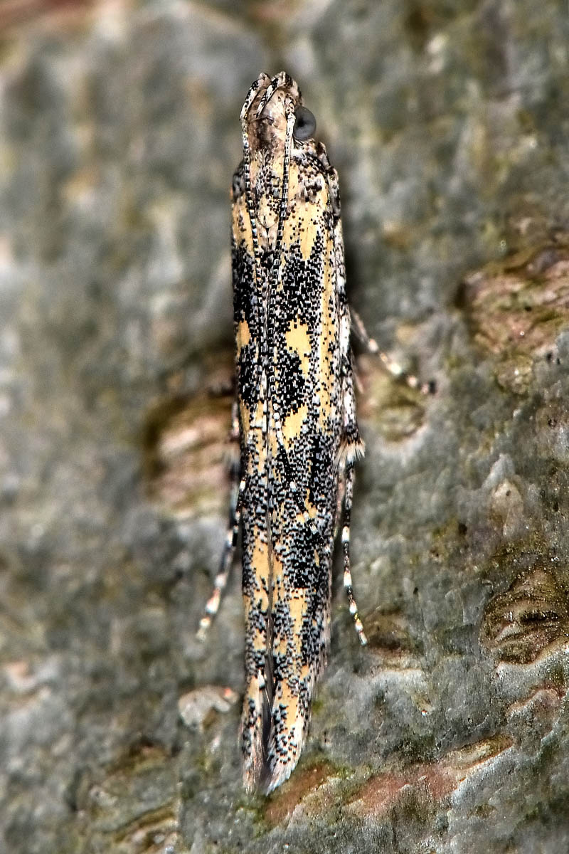 Batrachedridae? S, Batrachedra praeangusta